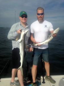 Charleston Sharks